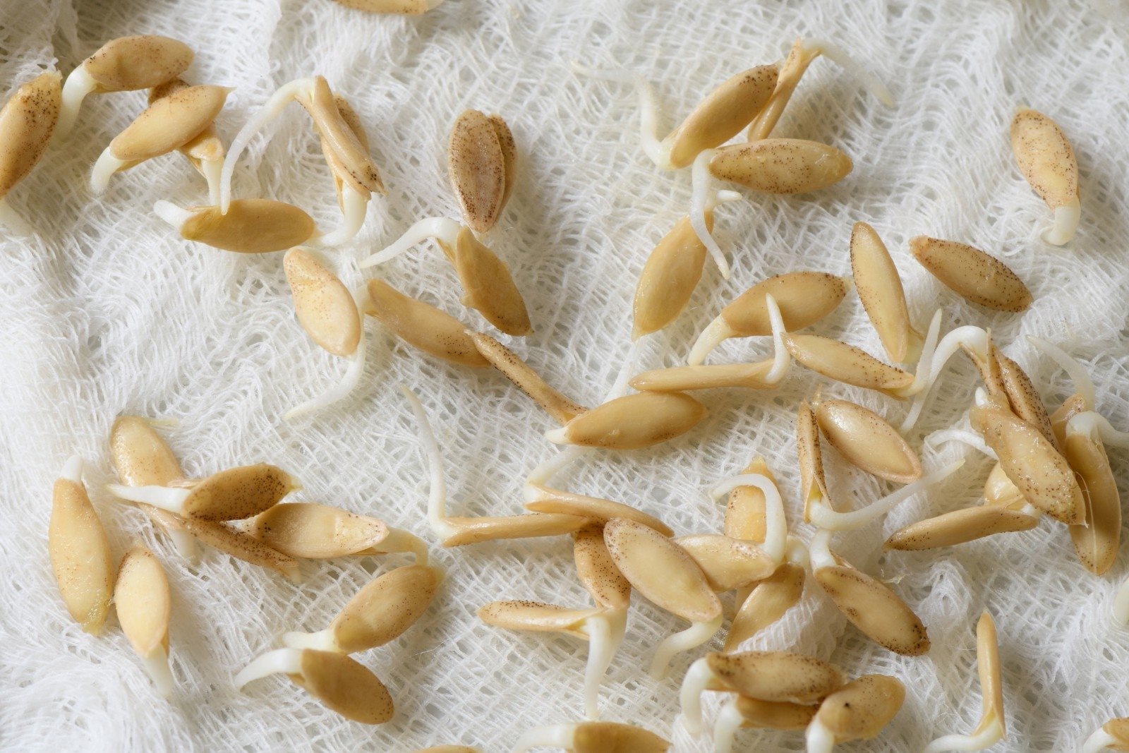 Когда сажают огурцы в открытый грунт семенами