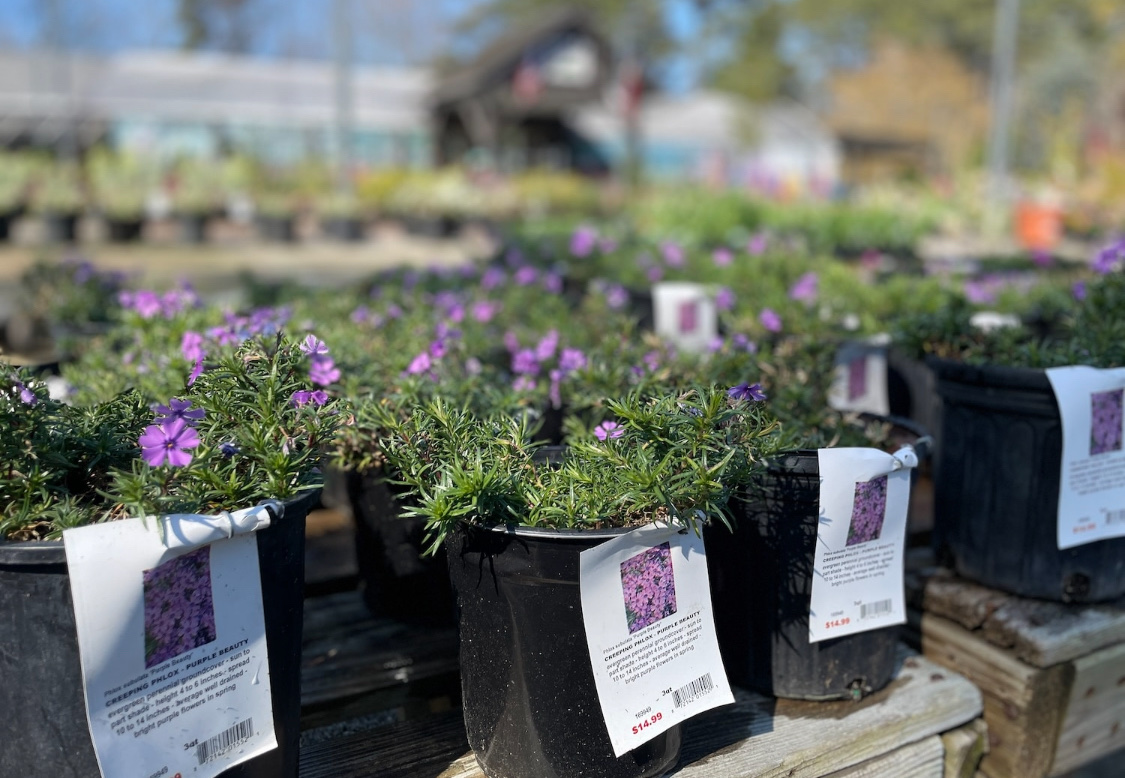 Флокс шиловидный: посадка и уход в открытом грунте