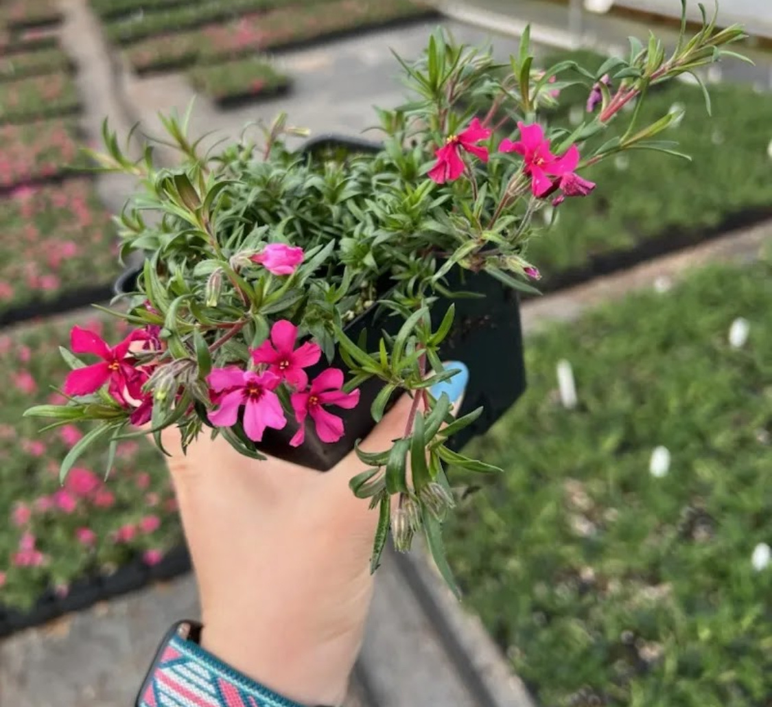 Флокс шиловидный: посадка и уход в открытом грунте