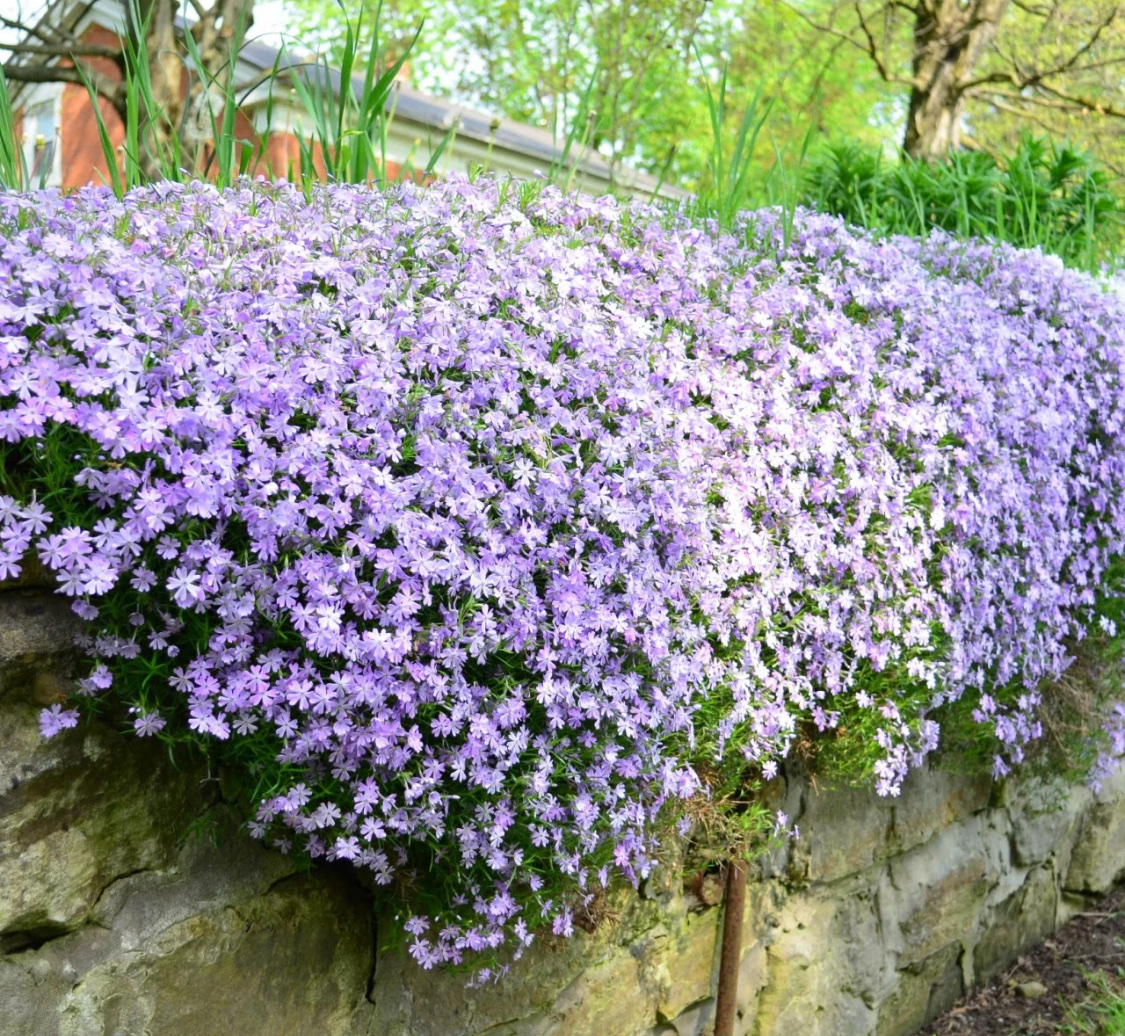 Флокс шиловидный: посадка и уход в открытом грунте