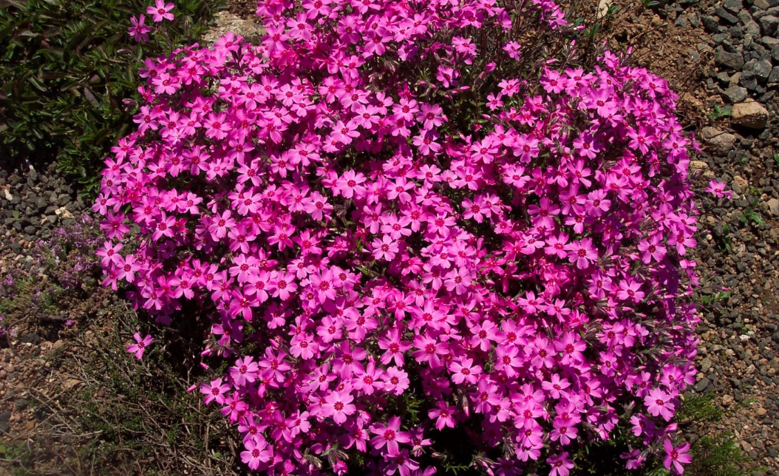 Флокс шиловидный: посадка и уход в открытом грунте