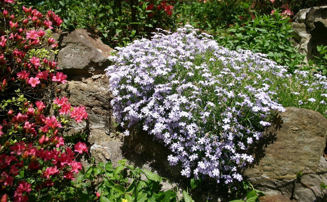 Флокс шиловидный: посадка и уход в открытом грунте