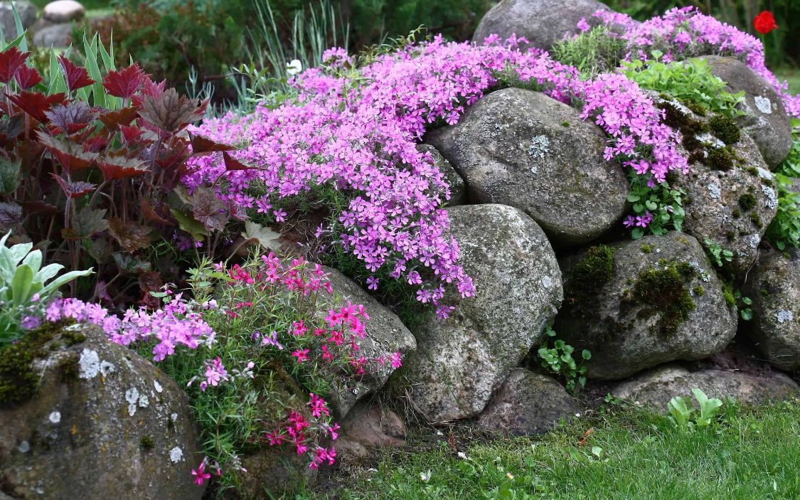 Флокс шиловидный: посадка и уход в открытом грунте