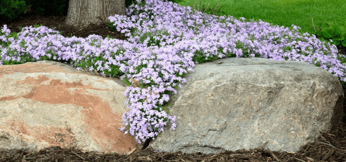 Флокс шиловидный: посадка и уход в открытом грунте