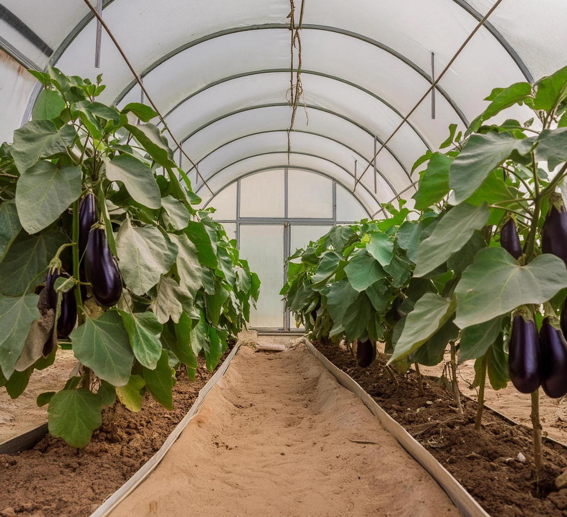 Посадка баклажанов в теплице: схема, как сделать правильно