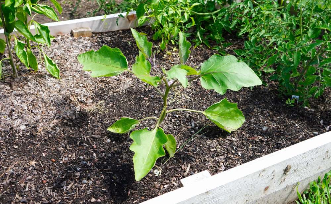 Посадка баклажанов в теплице: схема, как сделать правильно