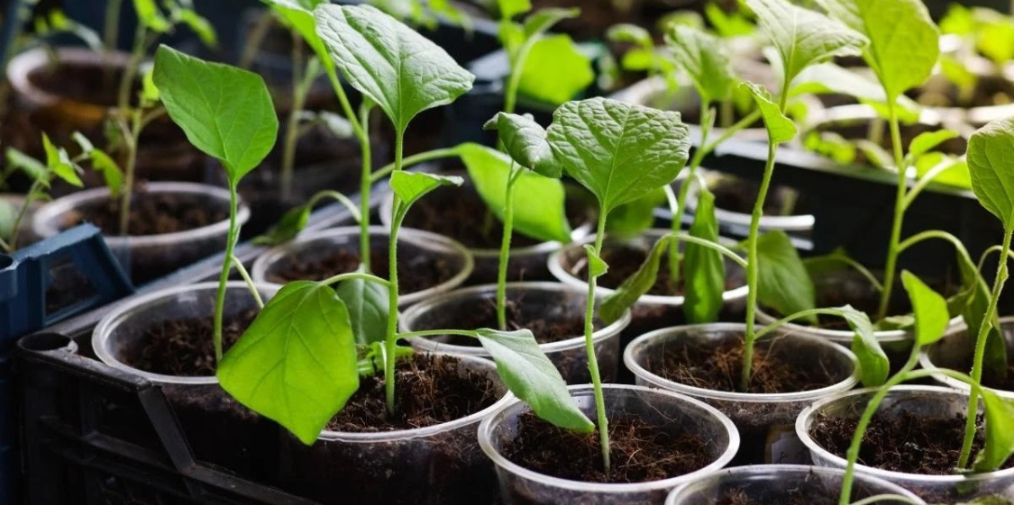 Посадка баклажанов в теплице: схема, как сделать правильно