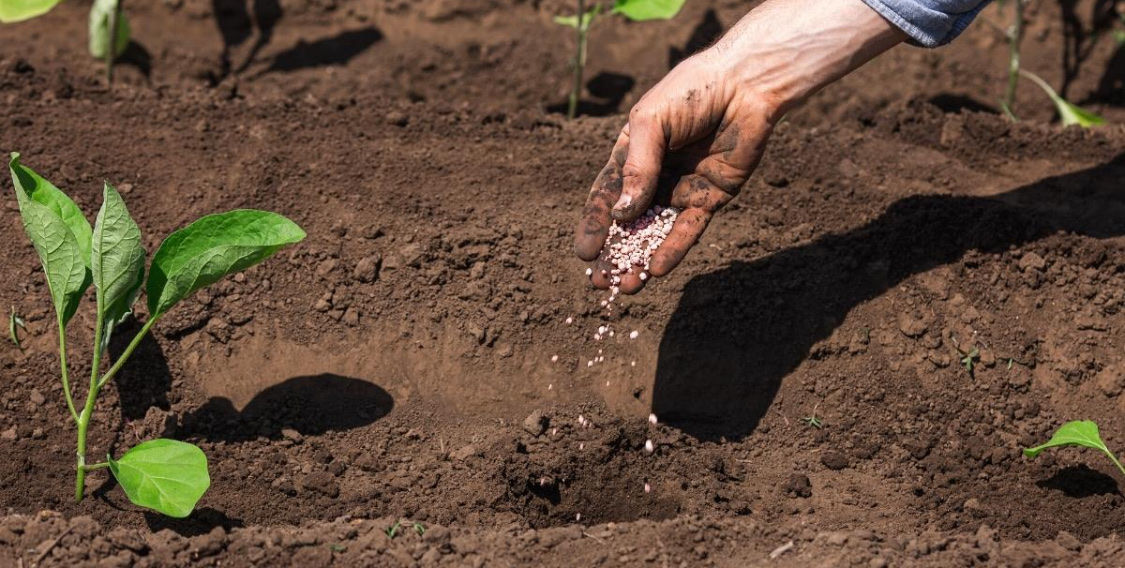 Посадка баклажанов в теплице: схема, как сделать правильно