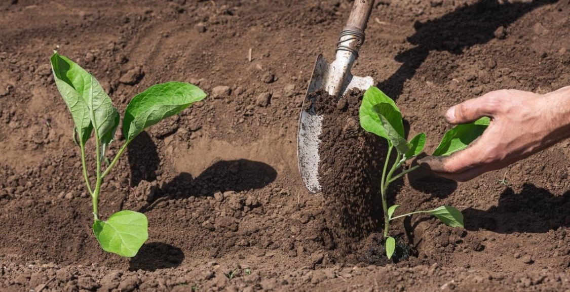 Посадка баклажанов в теплице: схема, как сделать правильно