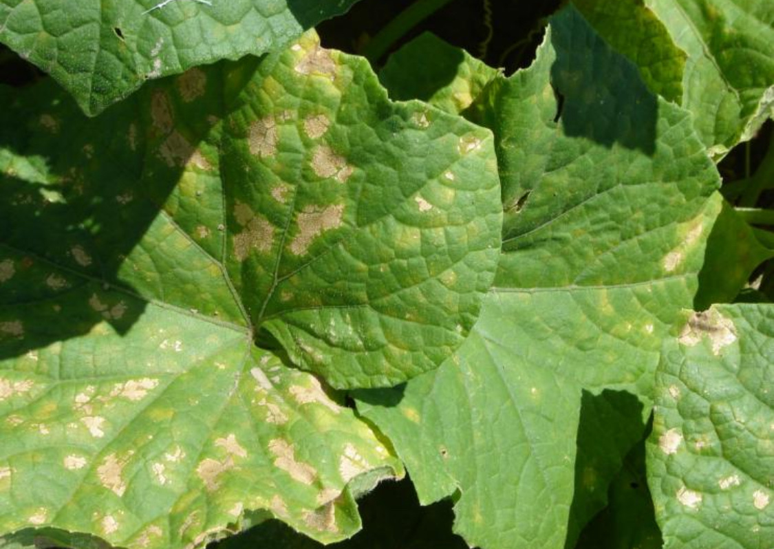 Болезни огурцов: описание с фотографиями и способы лечения