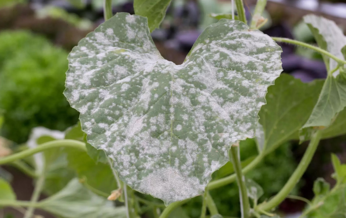 Болезни огурцов: описание с фотографиями и способы лечения