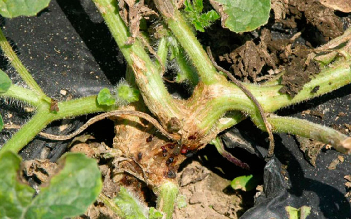 Болезни огурцов: описание с фотографиями и способы лечения