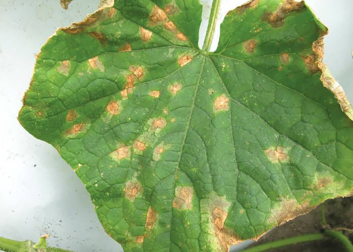 Болезни огурцов: описание с фотографиями и способы лечения