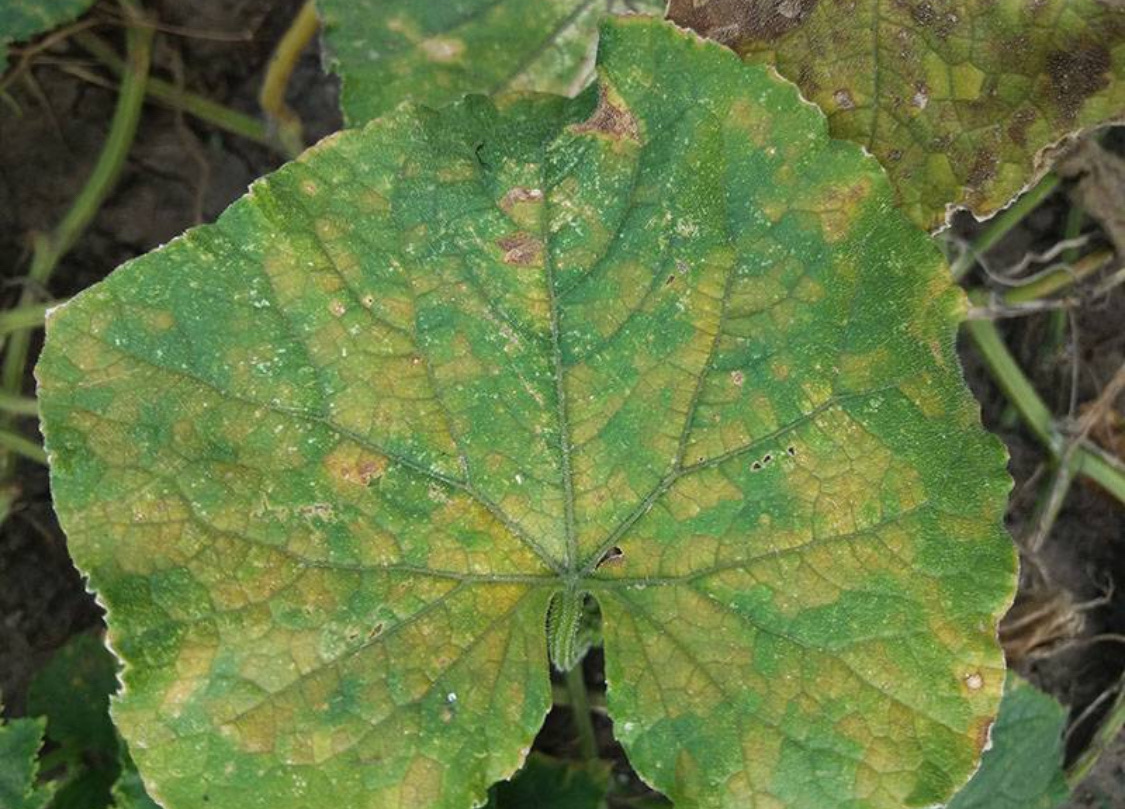 Болезни огурцов: описание с фотографиями и способы лечения