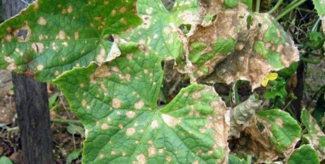 Болезни огурцов: описание с фотографиями и способы лечения