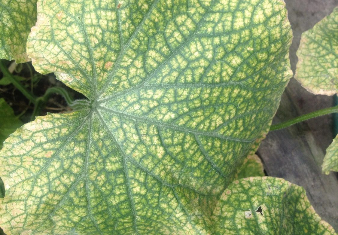 Болезни огурцов: описание с фотографиями и способы лечения