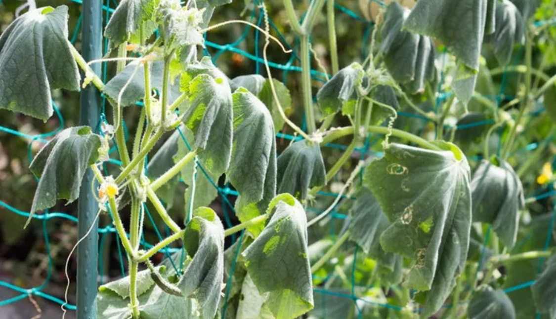 Болезни огурцов: описание с фотографиями и способы лечения