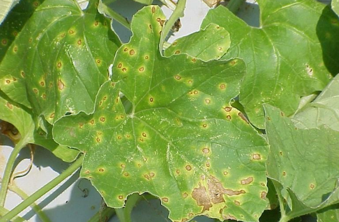 Болезни огурцов: описание с фотографиями и способы лечения