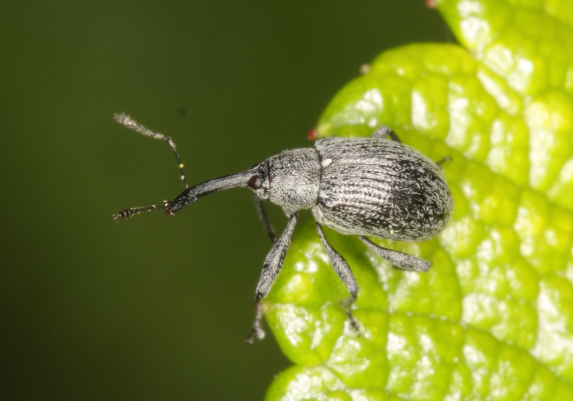 Долгоносик на клубнике: как бороться весной и летом