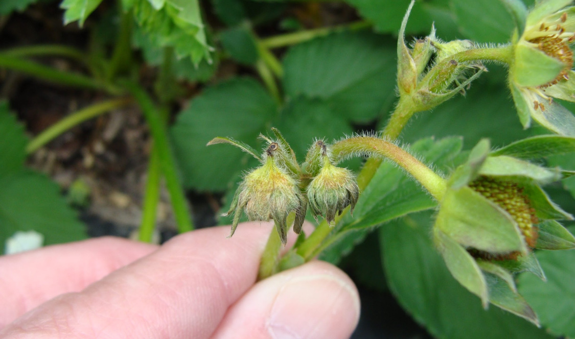 Долгоносик на клубнике: как бороться весной и летом