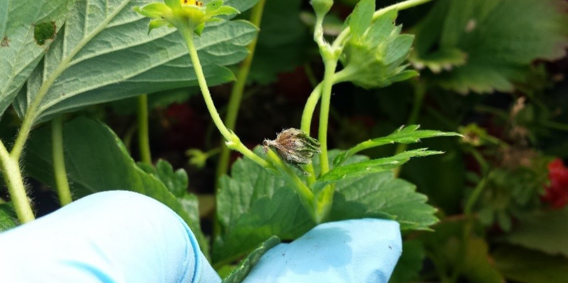 Долгоносик на клубнике: как бороться весной и летом