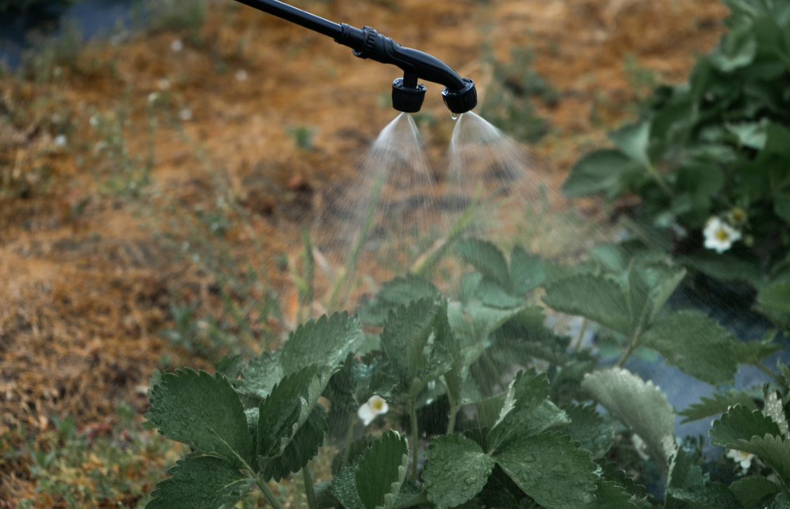 Долгоносик на клубнике: как бороться весной и летом