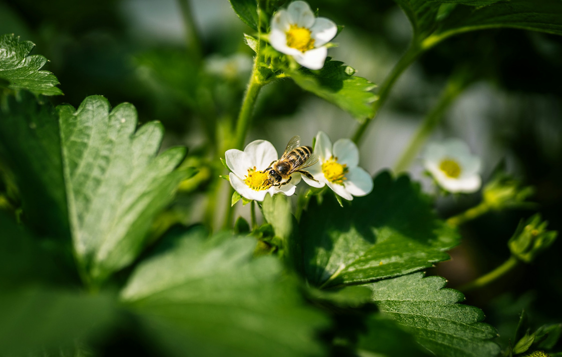 Долгоносик на клубнике: как бороться весной и летом