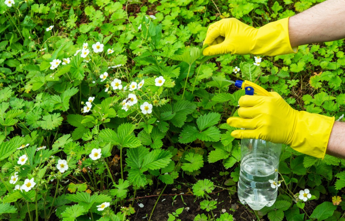 Долгоносик на клубнике: как бороться весной и летом