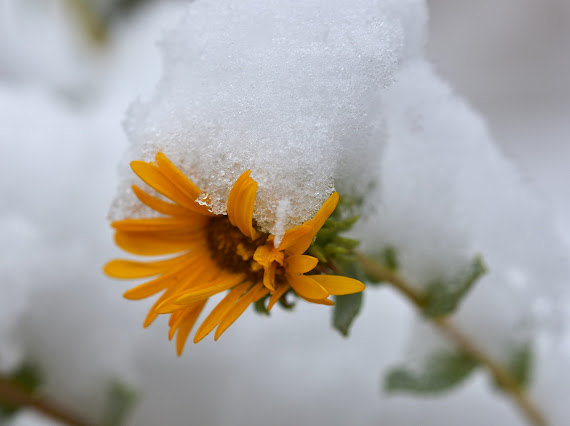 Как защитить сад и огород от заморозков