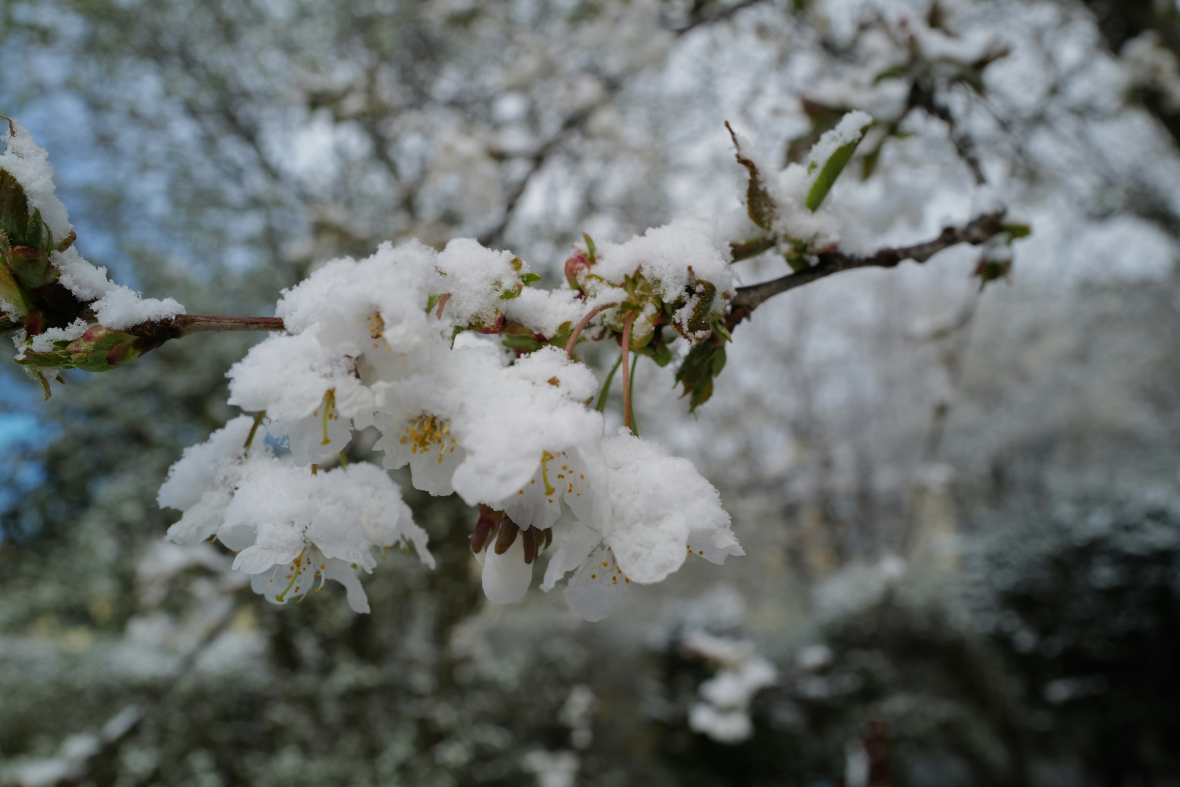 Как защитить сад и огород от заморозков