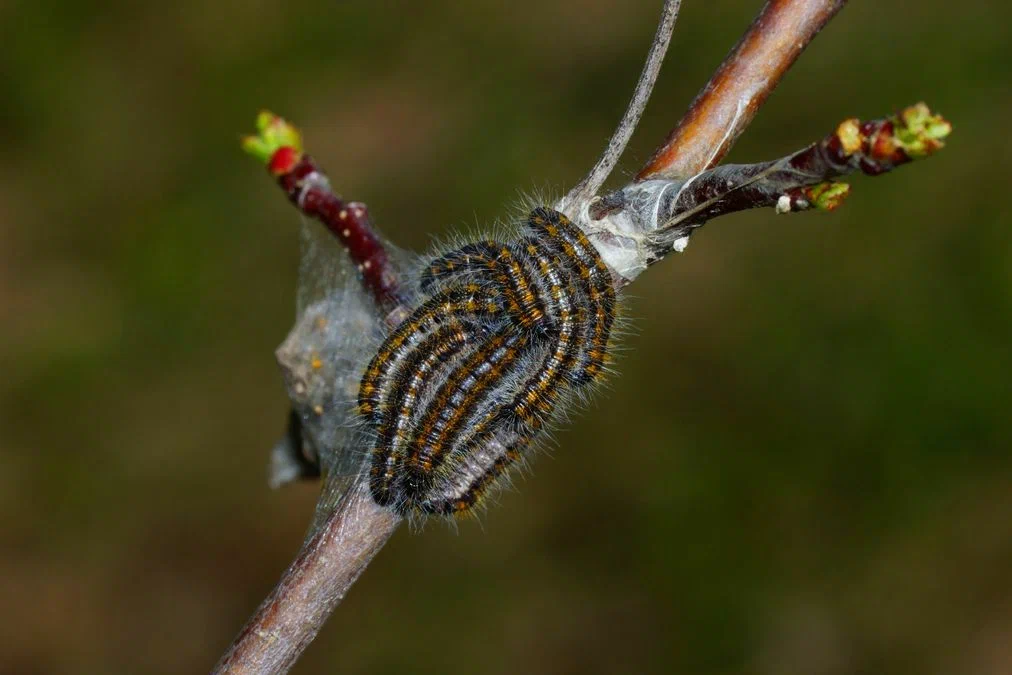 Боярышница