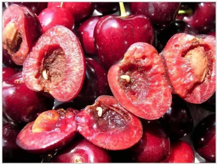 Вишнёвая муха