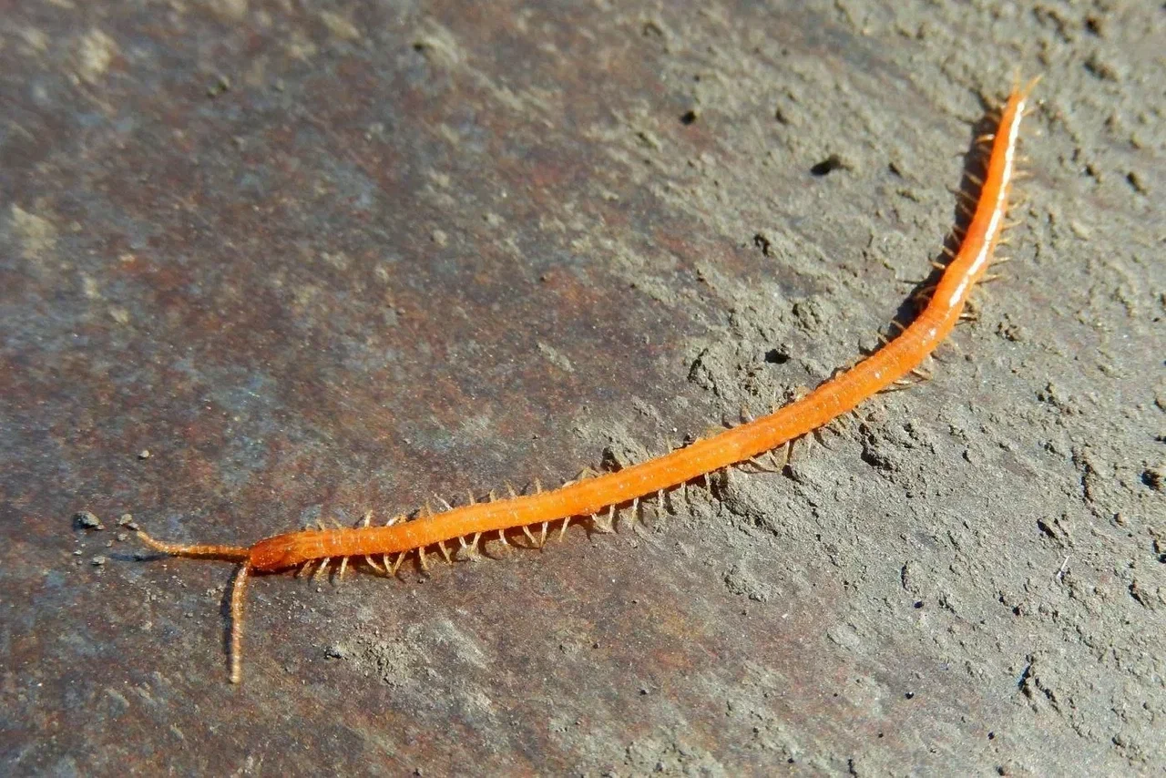 Многоножки