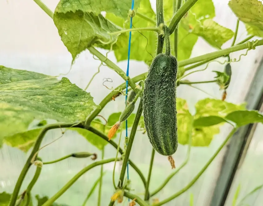 Чем лечить пероноспороз на огурцах