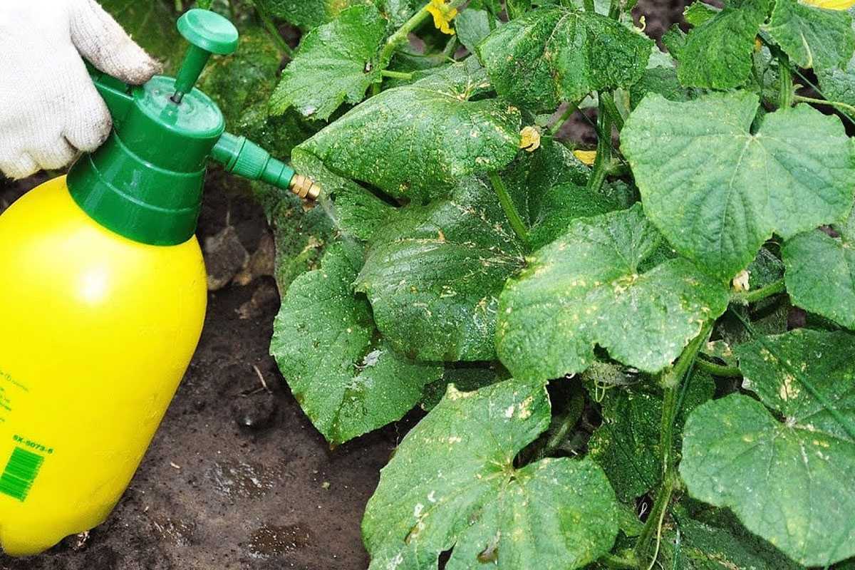 Чем лечить пероноспороз на огурцах