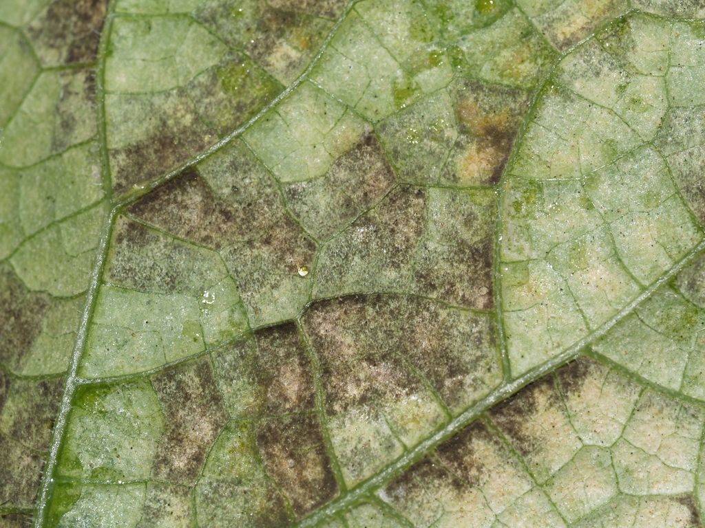 Чем лечить пероноспороз на огурцах