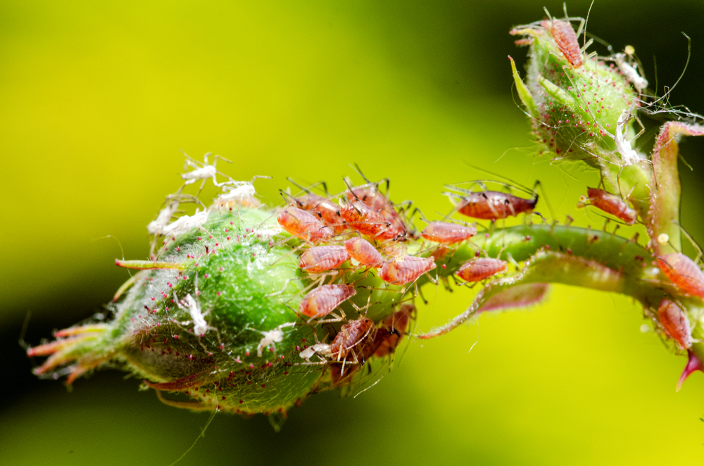 Как избавиться от тли на розах: препараты и народные средства