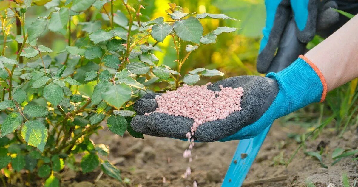 Чем подкормить розы в июне