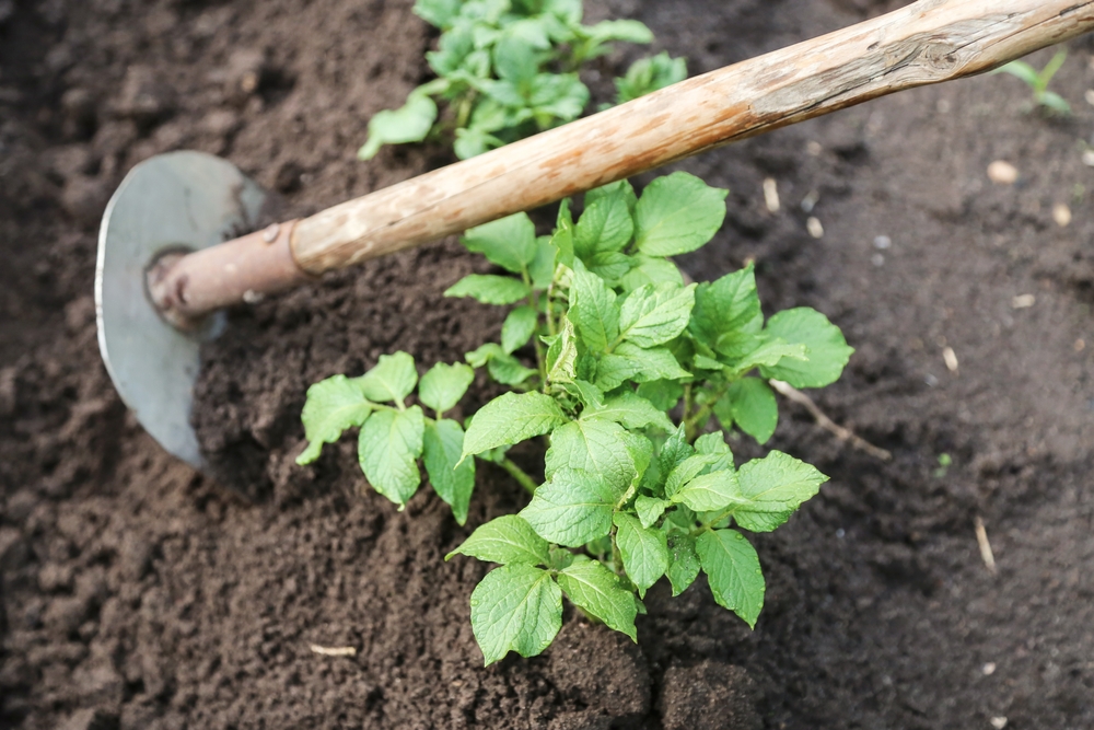 Как правильно окучивать картошку, чтобы получить хороший урожай?