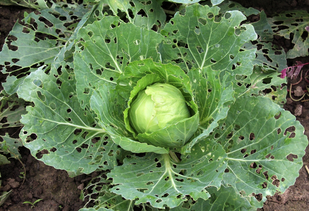 Как избавиться от слизней в огороде: средства и способы