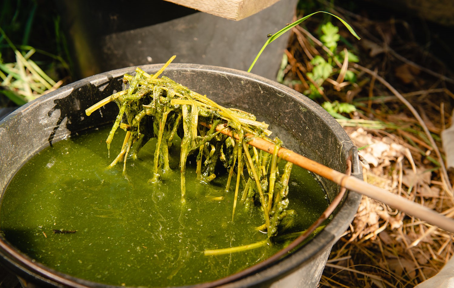 Чем подкормить сливу во время плодоношения