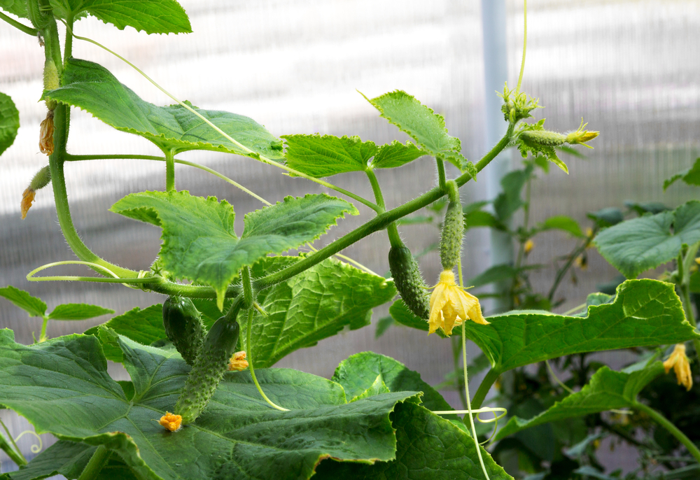 Лечение огурцов во время плодоношения: боремся с болезнями и вредителями