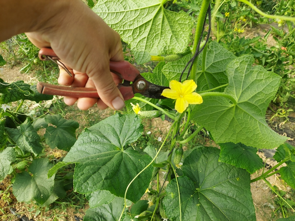 Формирование огурцов в теплице: делаем правильно