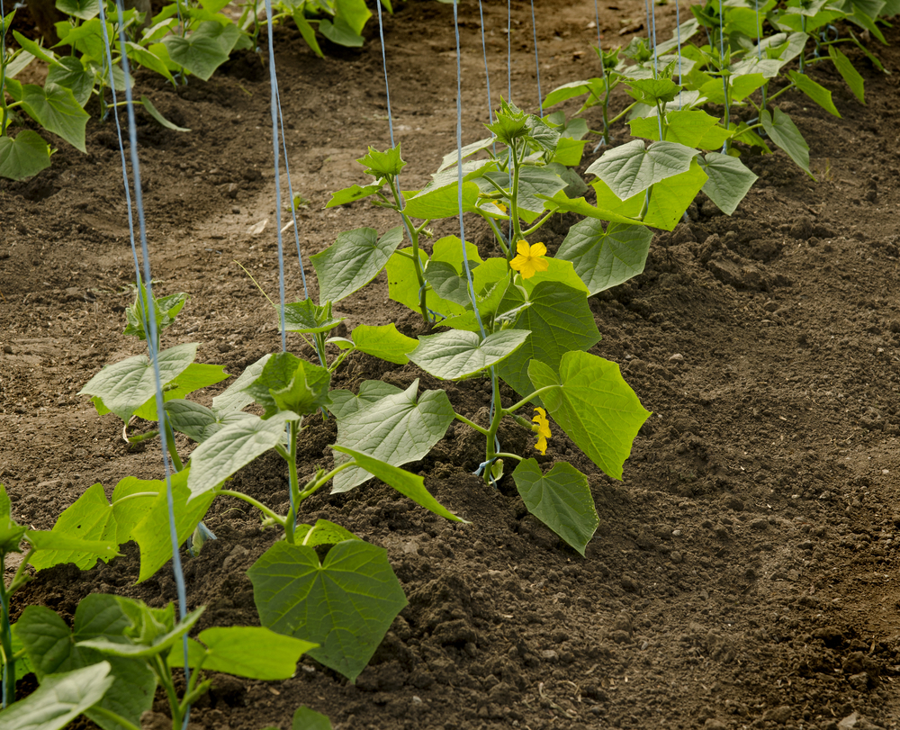Формирование огурцов в теплице: делаем правильно