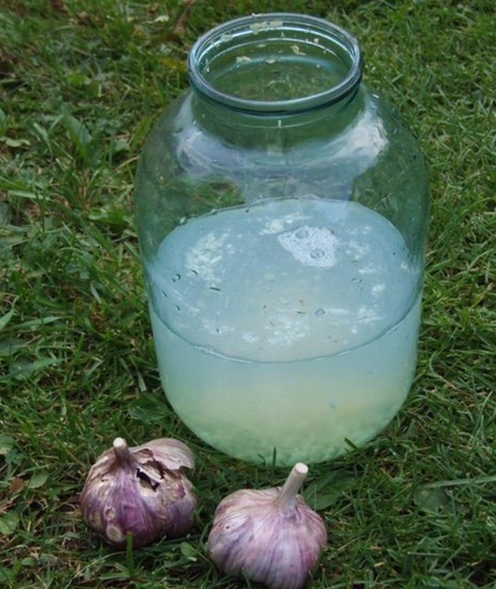 Желтеет лук на грядке: что делать?