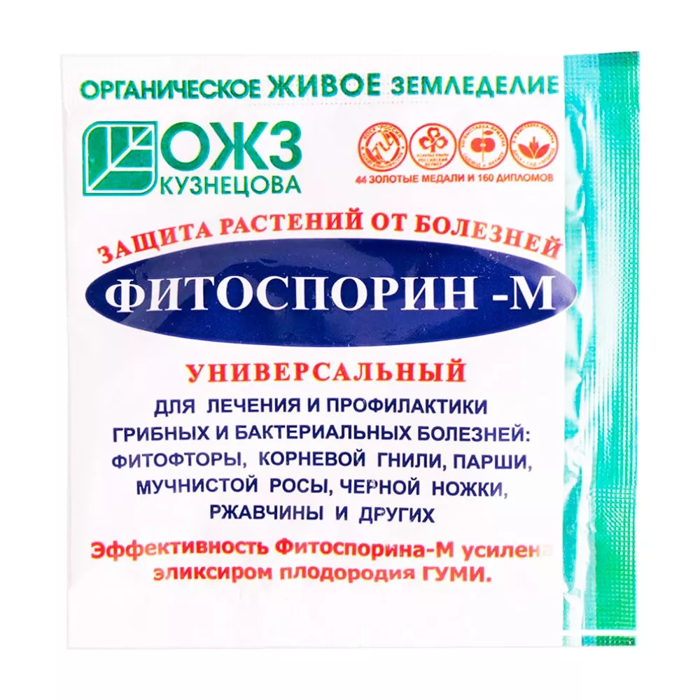 Желтеет лук на грядке: что делать?