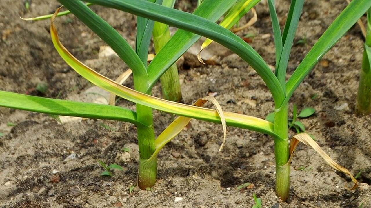 Желтеет лук на грядке: что делать?