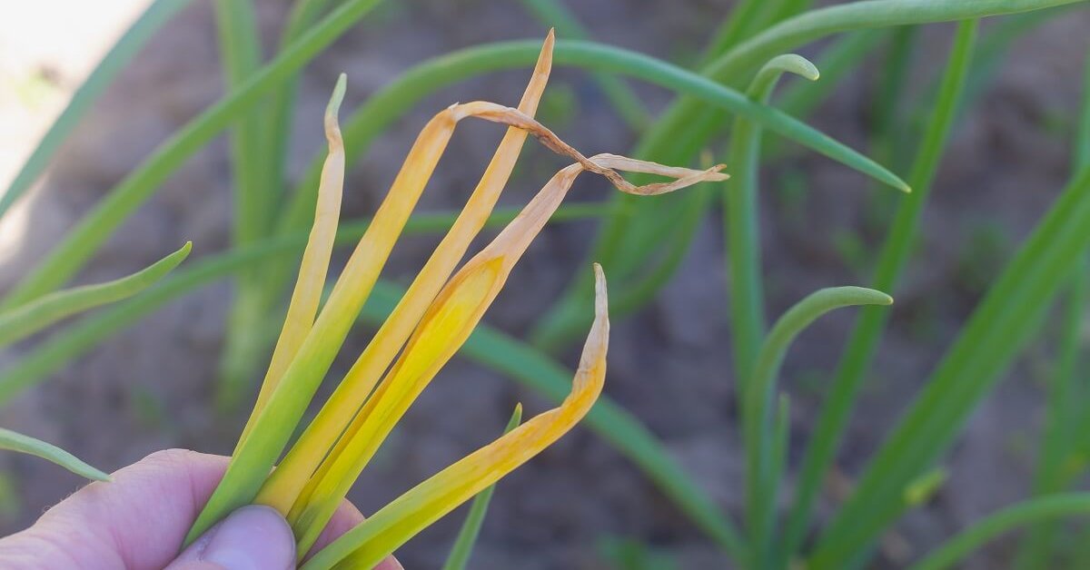 Желтеет лук на грядке: что делать?