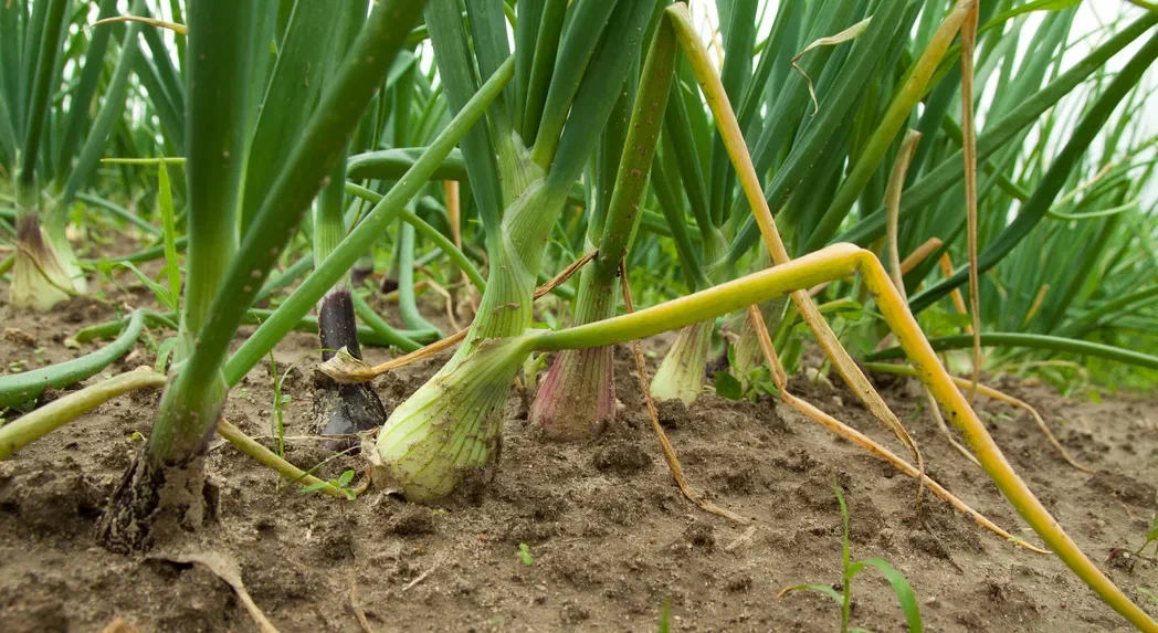 Желтеет лук на грядке: что делать?