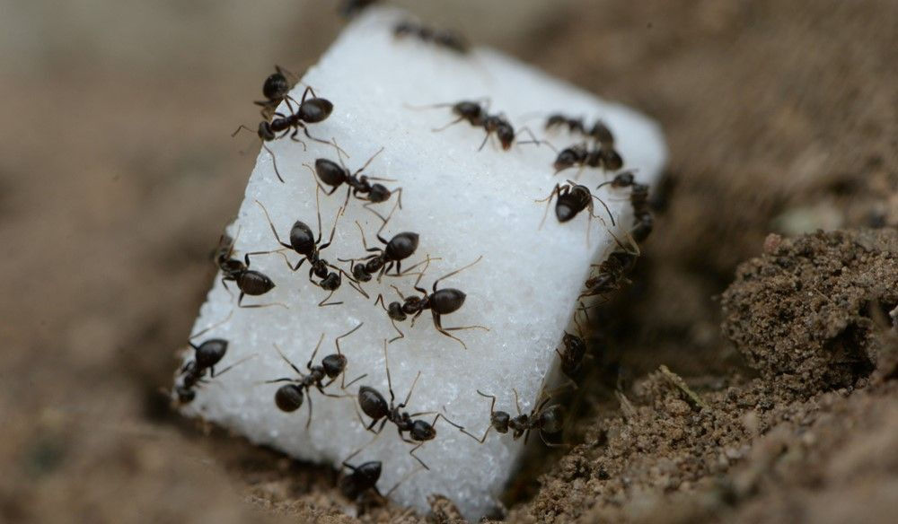 Чем опрыскивать смородину от тли?